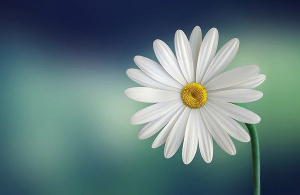 Margarida