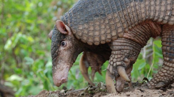 Tatu Canastra 