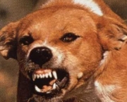 por-que-os-caes-sao-agressivos-2