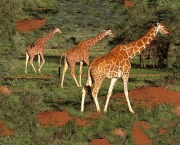 mas-como-funcionam-os-safaris-1