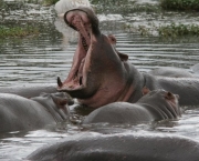 mas-como-funcionam-os-safaris-2