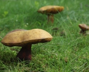 cogumelos-2