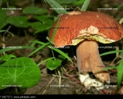 cogumelos-3