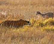 como-os-grandes-felinos-cacam-1