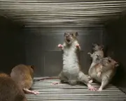 como-pegar-ratos-em-casa-1