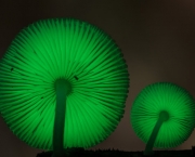 mycena-chlorophos-1