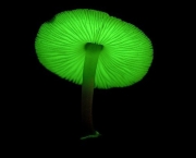 mycena-chlorophos-1