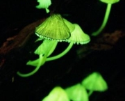 mycena-chlorophos-2