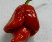 trinidad-scorpion-butch-3