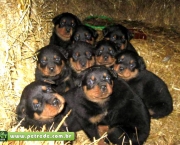cachorros-2
