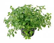 oregano-1