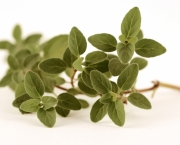 oregano-2