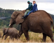 mas-como-funcionam-os-safaris-5