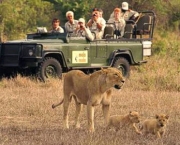 mas-como-funcionam-os-safaris-6
