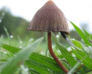 cogumelos-4