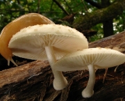 cogumelos-6