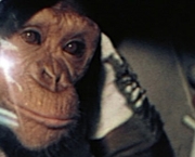 ham-o-chimpanze-1