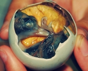 balut-2