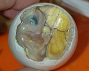 balut-3