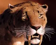 tigre-dentes-de-sabre-ou-smilodon-1
