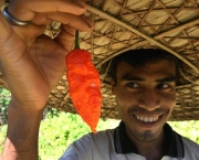 bhut-jolokia-1