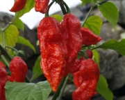 bhut-jolokia-2