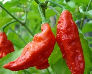bhut-jolokia-3
