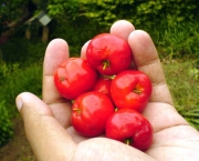 acerola-3