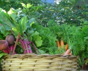 alimentos-organicos-tem-maiores-niveis-de-nutrientes-3