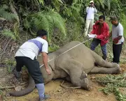 MALAYSIA-WILDLIFE-ENVIRONMENT-ELEPHANTS