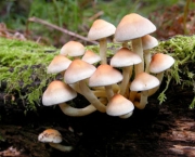 a-diferenca-entre-os-cogumelos-comestiveis-venenosos-e-alucinogenos-1