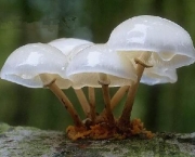 a-diferenca-entre-os-cogumelos-comestiveis-venenosos-e-alucinogenos-2