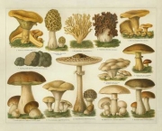 a-diferenca-entre-os-cogumelos-comestiveis-venenosos-e-alucinogenos-3