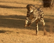 como-os-grandes-felinos-cacam-7