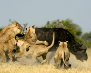 como-os-grandes-felinos-cacam-8