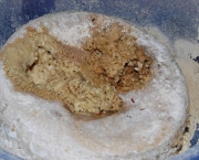 casu-marzu-1