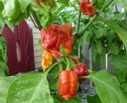 7-pot-barrackpore-1