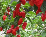 7-pot-barrackpore-2