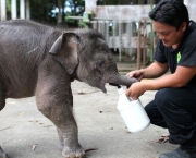 conheca-um-pouco-mais-sobre-o-elefante-pigmeu-1