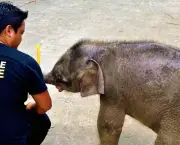 conheca-um-pouco-mais-sobre-o-elefante-pigmeu-2