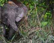 conheca-um-pouco-mais-sobre-o-elefante-pigmeu-3
