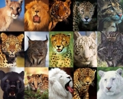 como-os-grandes-felinos-cacam-9