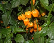 moruga-laranja-2