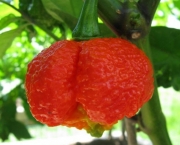 moruga-laranja-3