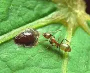a-forca-das-formigas-1