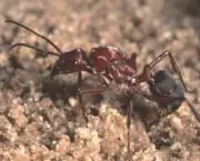 a-forca-das-formigas-3