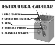 cada-cabelo-em-na-cabeca-e-composto-de-duas-partes-2
