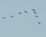 caracteristicas-dos-pulmoes-1