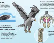 caracteristicas-dos-pulmoes-1