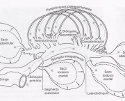 caracteristicas-dos-pulmoes-4